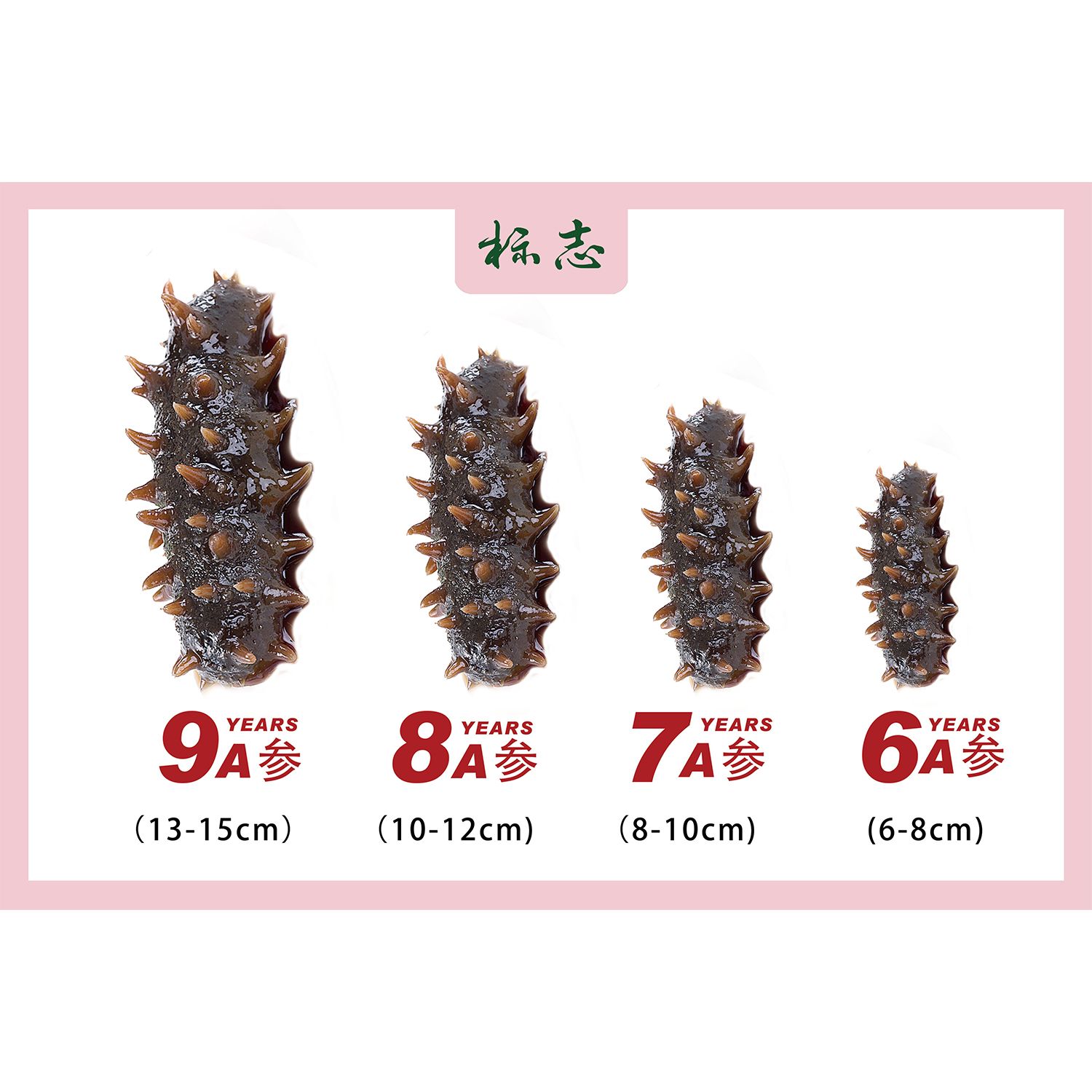 标志9A参8A参7A参6A参海报展板即食海参每日一参润活全身墙贴