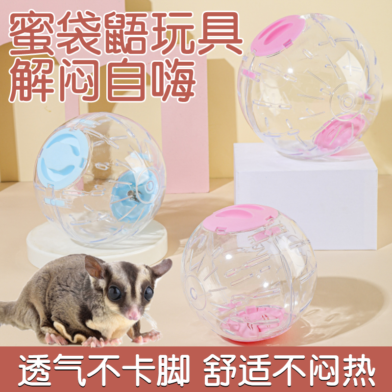 慧宠儿蜜袋鼯解闷自嗨跑球