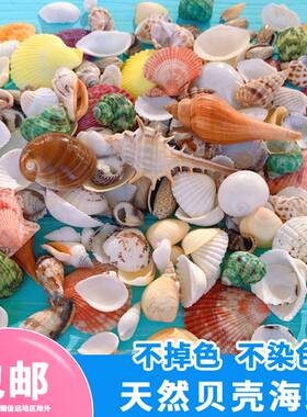 天然贝壳鱼缸造景装饰品