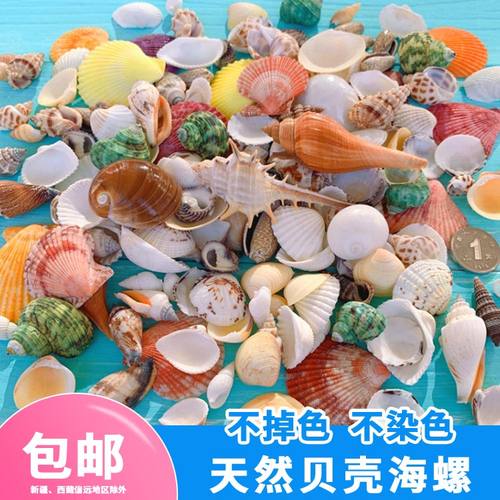 天然贝壳鱼缸造景装饰品
