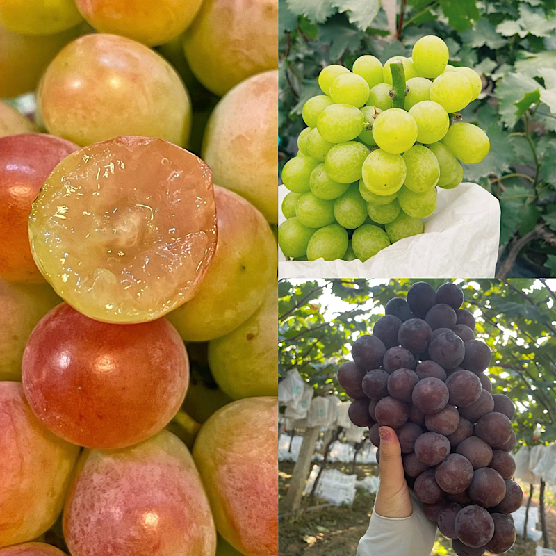 上海马陆葡萄玫瑰香奶油夏黑十斤