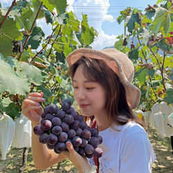 马陆葡萄巨峰十斤装新鲜现摘应季水果产地直发顺丰速运同城当日达