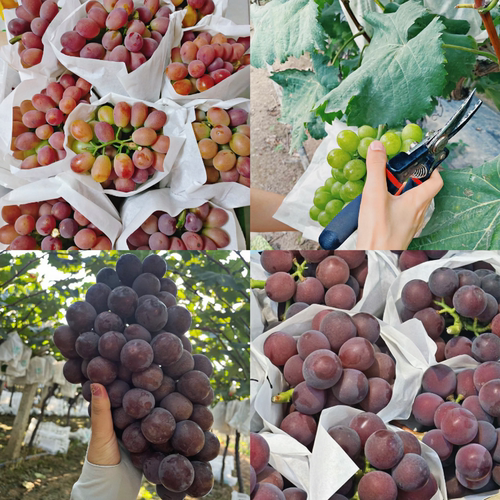 马陆葡萄玫瑰香巨峰奶油夏黑10斤