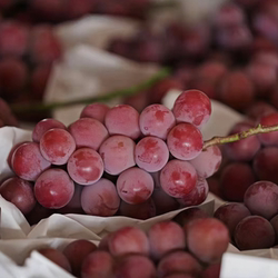 上海马陆葡萄高端妮娜皇后现摘整串应季新鲜水果香味浓郁纯甜顺丰