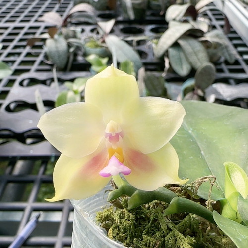 089，JC12交香妃，刚升杯根不多，介意慎拍