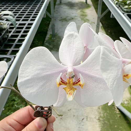 054，粉红小飞象