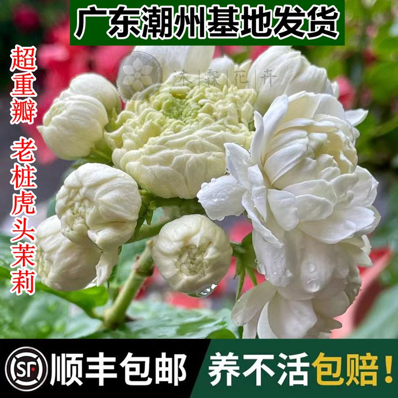 超重瓣虎头茉莉三叶轮生大苗老桩