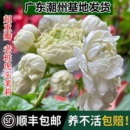 浓香型虎头茉莉花盆栽带花苞三叶轮超重瓣大棵老桩绿植室内外植物