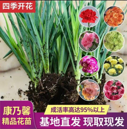 康乃馨花苗四季开花大花阳台庭院绿植盆栽花卉鲜花小苗教师节礼物