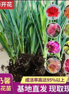 康乃馨花苗四季开花大花阳台庭院绿植盆栽花卉鲜花小苗教师节礼物
