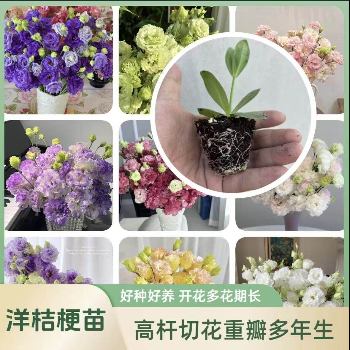 云南直发洋桔梗大苗开花机器盆栽易种活室内室外庭院花卉观花植物