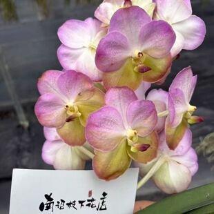 【南诏二级】泰国孔萨粉万代兰 ，爆花量大，易养护，花期长