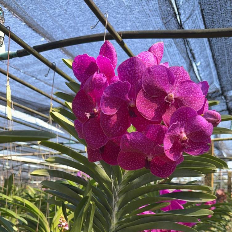 【南诏一级】萨琳万代兰・玫红 浓郁花香超级大花 阳台观花绿植