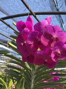 【南诏一级】萨琳万代兰・玫红 浓郁花香超级大花 阳台观花绿植