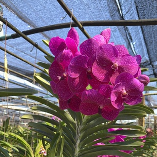 【南诏一级】萨琳万代兰・玫红 浓郁花香超级大花 阳台观花绿植