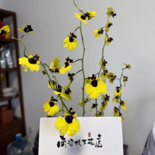 【南诏甄选】老虎尾文心兰 宽大亮黄色唇瓣 花箭修长持久留香勤花
