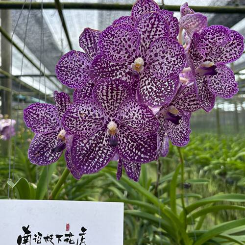 【南诏一级】泰国斑比的梦万代兰 华丽大气花型规整饱满 花瓣硬朗
