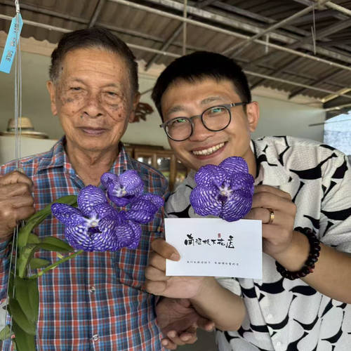 深蓝万代稀少花期长易养