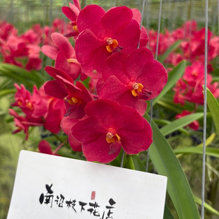 【南诏一级】泰国红宝石万代（4年苗） 浓郁红色 花型硕大圆润