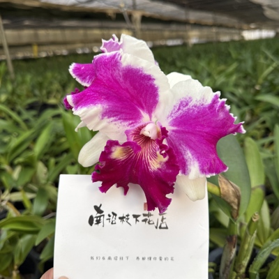 【南诏优选】胭脂雪卡特兰 花径宽大花型饱满立体 花香四溢 勤花