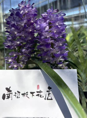 【南诏二级】蓝刺绣万代兰梦幻紫调多层爆花品种四季开花好养易活