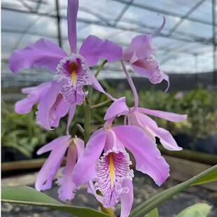 【南诏优选】马克西马卡特兰Cattleya maxima （8年苗）浓香好养