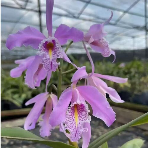 【南诏优选】马克西马卡特兰Cattleya maxima （8年苗）浓香好养