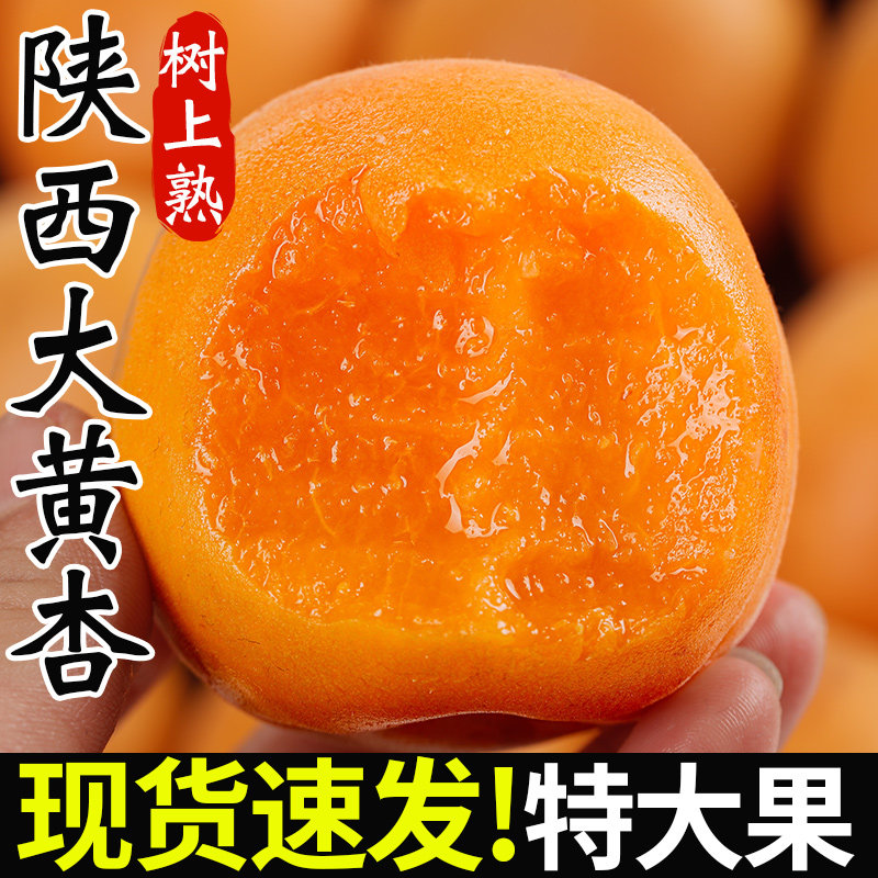 陕西杏子现摘大黄杏现货水果新鲜整箱包邮时令酸甜杏斤凯特孕妇10