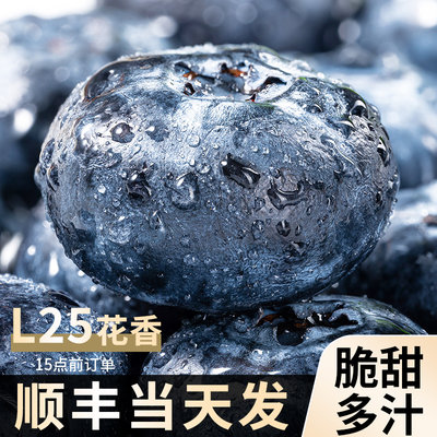 新鲜蓝莓大果脆甜现摘