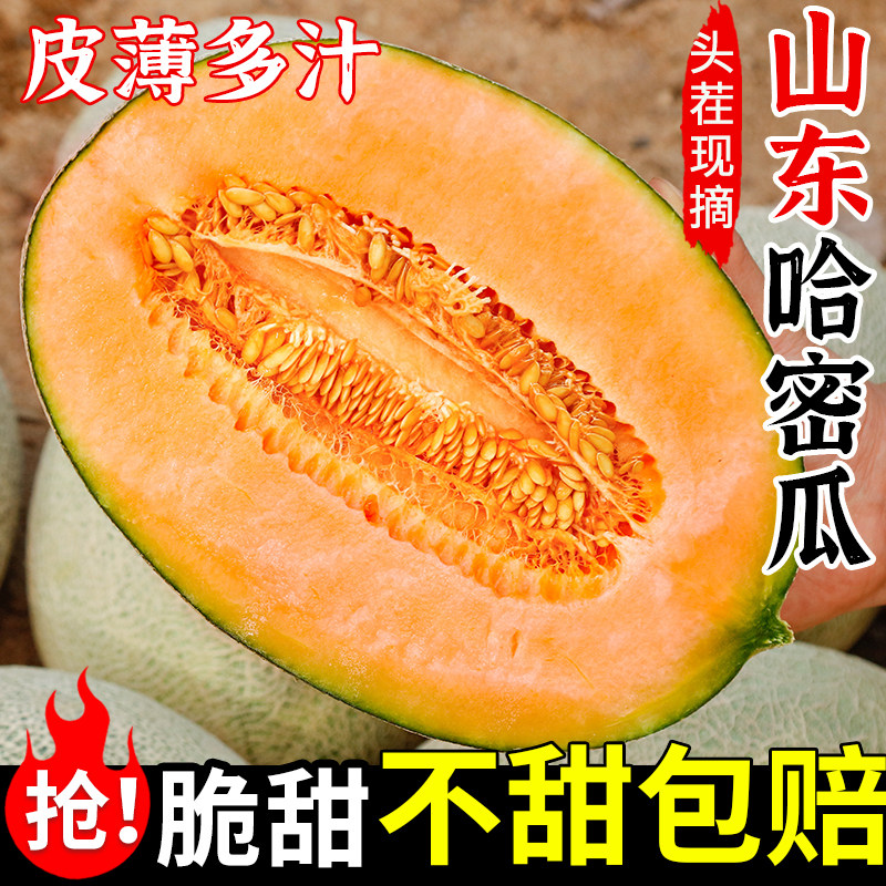 正宗山东哈密瓜玲珑网纹蜜瓜当季现摘脆甜多汁皮薄新鲜香甜整箱装