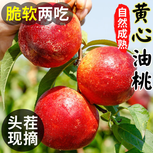 【热销推荐】黄心油桃现摘速发