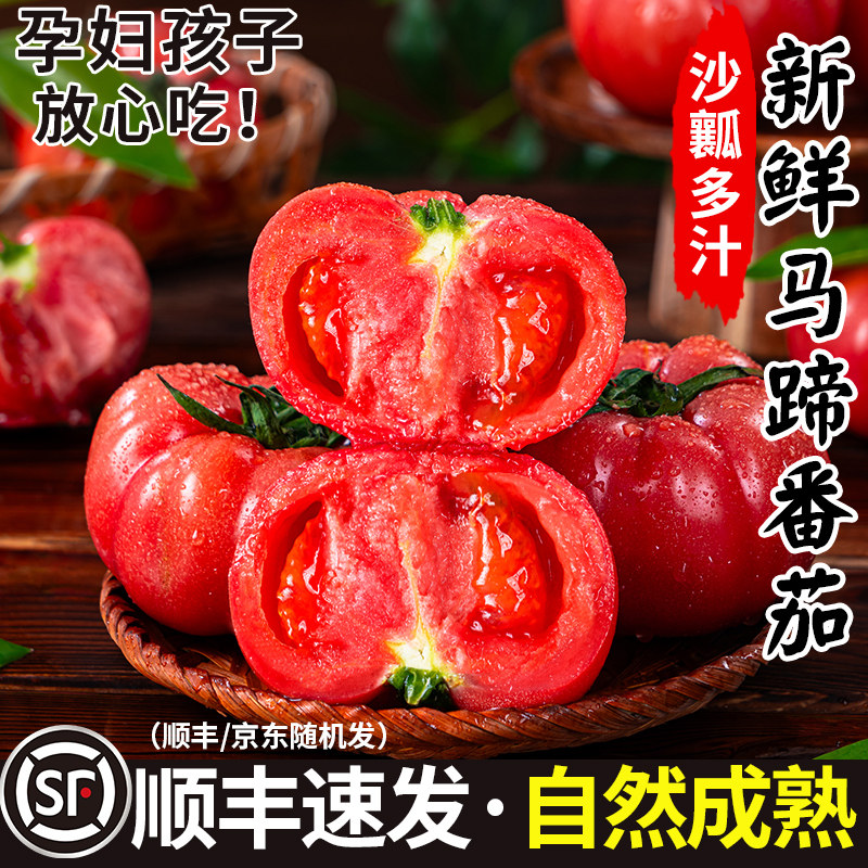 新鲜马蹄番茄正宗老品种5斤罗格花瓣西红柿露天当季沙瓤生吃水果3