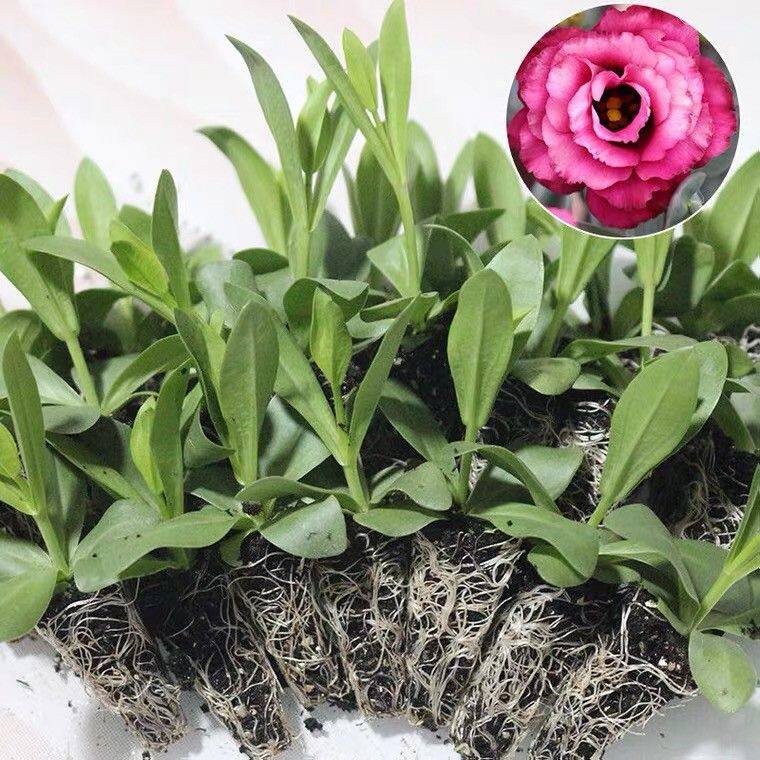 洋桔梗花苗重瓣花苗龙胆花小苗耐热阳台庭院楼顶四季开花中华桔梗