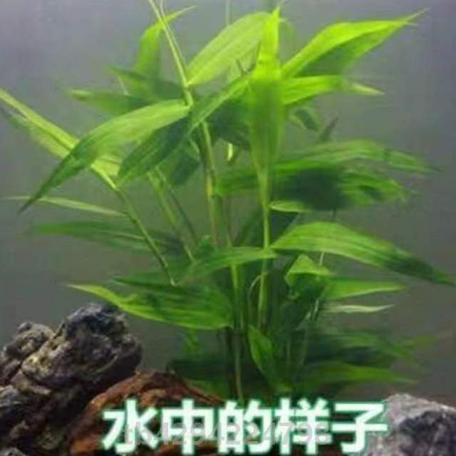 懒人虾缸鱼缸造景草缸蜈蚣草金鱼藻增热带懒人.草易水草包邮养活