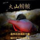 鳑鲏观赏鱼火山鳑鲏小鱼活观赏鱼小鱼冷水鱼原生鱼溪流鱼群游金鱼