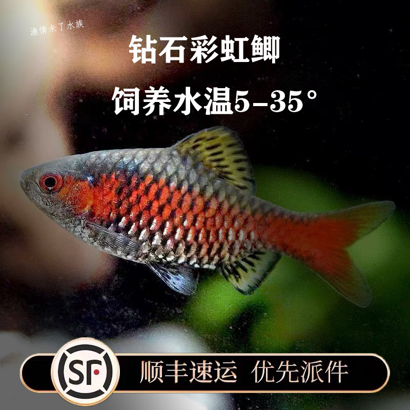 冷水观赏鱼钻石彩虹鲫溪流缸王者原生冷水鱼易活群游小型鱼好养
