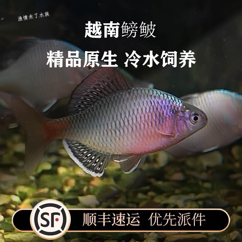 桂林河池越南鱊越南鳑鲏鱼彩色七彩旁皮鱼鳑鲏原生鱼五彩火山彩虹