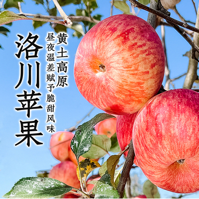 东方甄选陕西洛川苹果4斤-8.5装