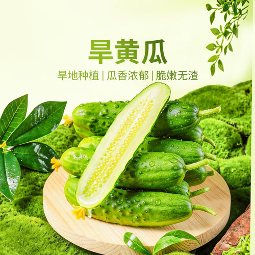 东方甄选旱黄瓜新鲜蔬菜3斤装
