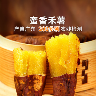 东方甄选蜜香禾薯黄心地瓜红薯蜜薯香甜番薯当季新鲜时令蔬菜顺丰