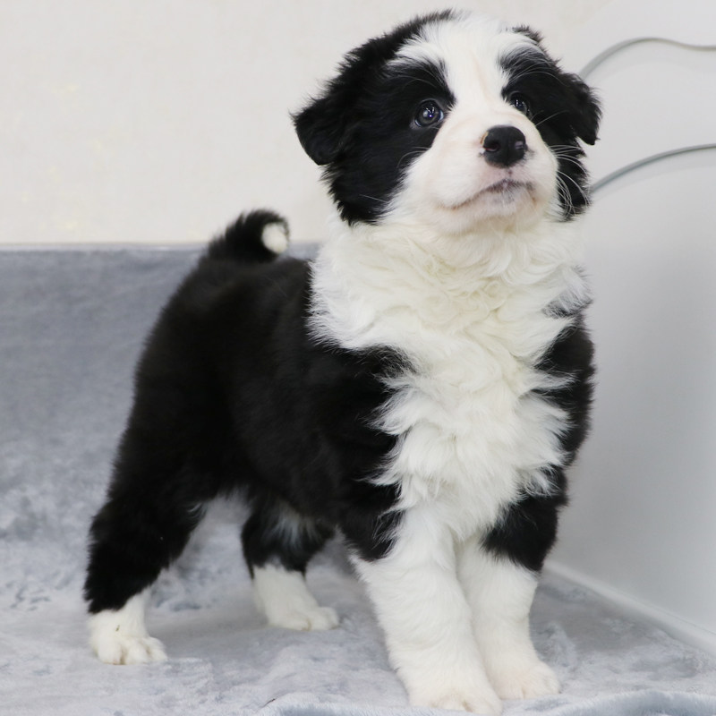 边境牧羊犬 边牧 纯种幼犬 伴侣犬 生活犬 中型家庭犬 活体 犬舍