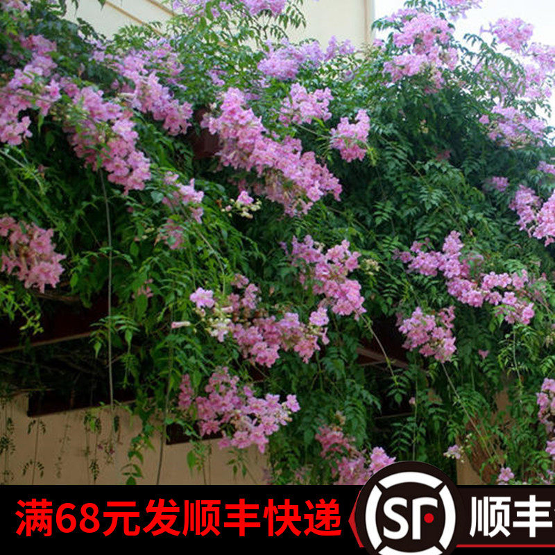 凌霄花苗爬藤植物阳台花园室外攀援花卉粉色紫云藤非洲凌霄花大苗