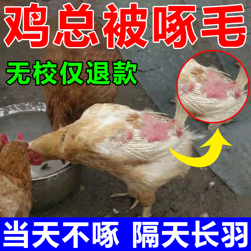 鸡鸭鹅啄毛当天不啄快速长毛