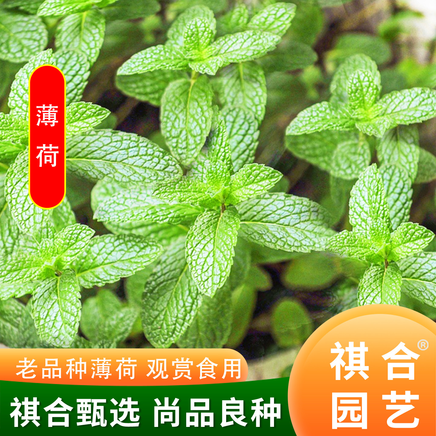 可食用薄荷种籽子盆栽猫薄荷种子阳台植物蔬菜种孑四季种植花种子
