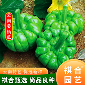 云南特色姜柄瓜种子七月瓜种爬藤丫丫瓜种子小南瓜阳台专用蔬菜种