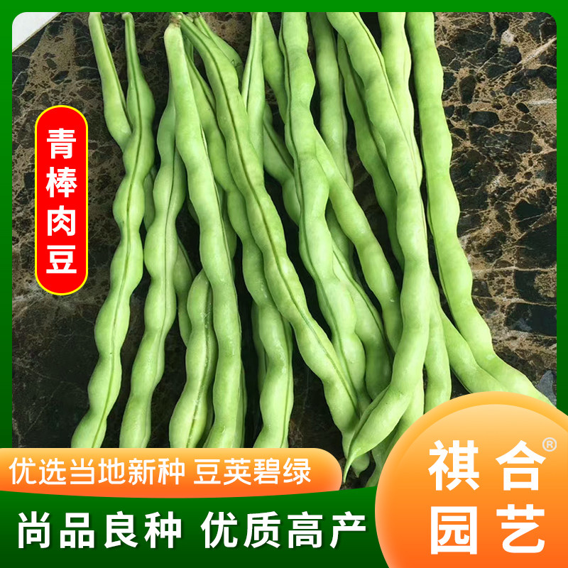 青棒豆四季豆种子豆角种籽架豆青荚肉豆芸豆春秋季家庭田园蔬菜孑