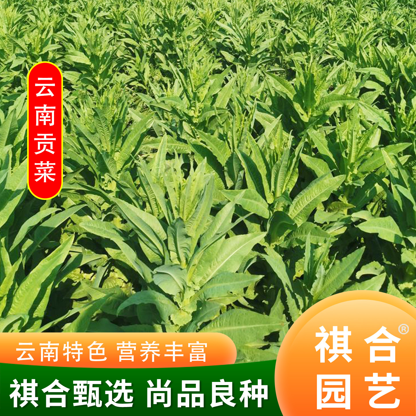 云南宫廷贡菜种子四季耐高温抗寒苔干菜种籽响菜山蛰菜蔬菜种孑