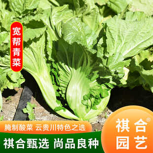 云南宽帮青菜种子腌菜泡菜包心芥菜种籽宽叶青菜种牛勒巴青菜籽种