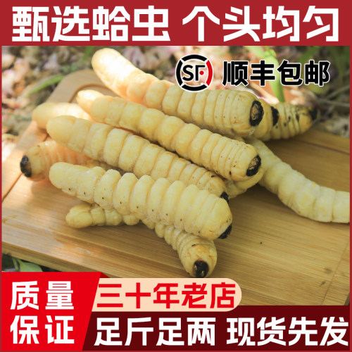 蛤虫大个活的柴虫花木虫活体速冻