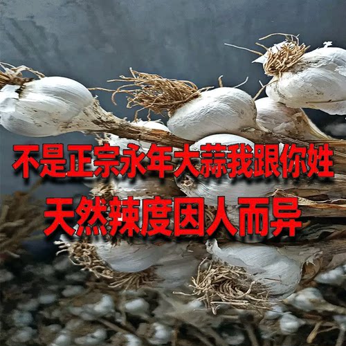 河北永年自家种甘甜鲜蒜头
